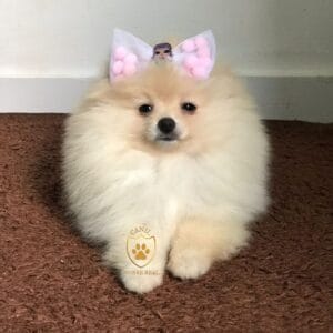 Imagem Lulu da Pomerânia/ Spitz Alemão