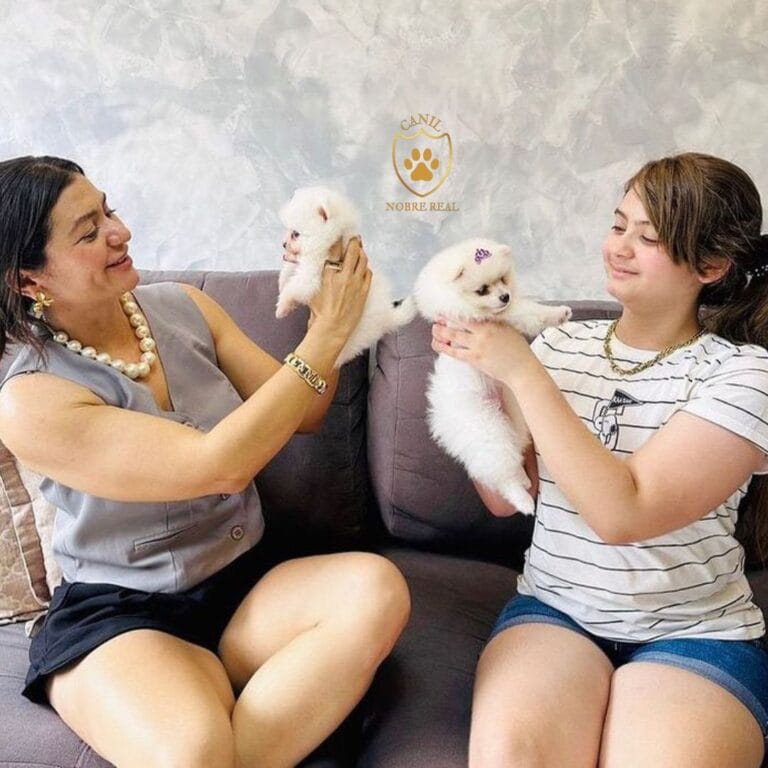 Nossas Clientes com Lulus da Pomerânia da Canil Nobre Real