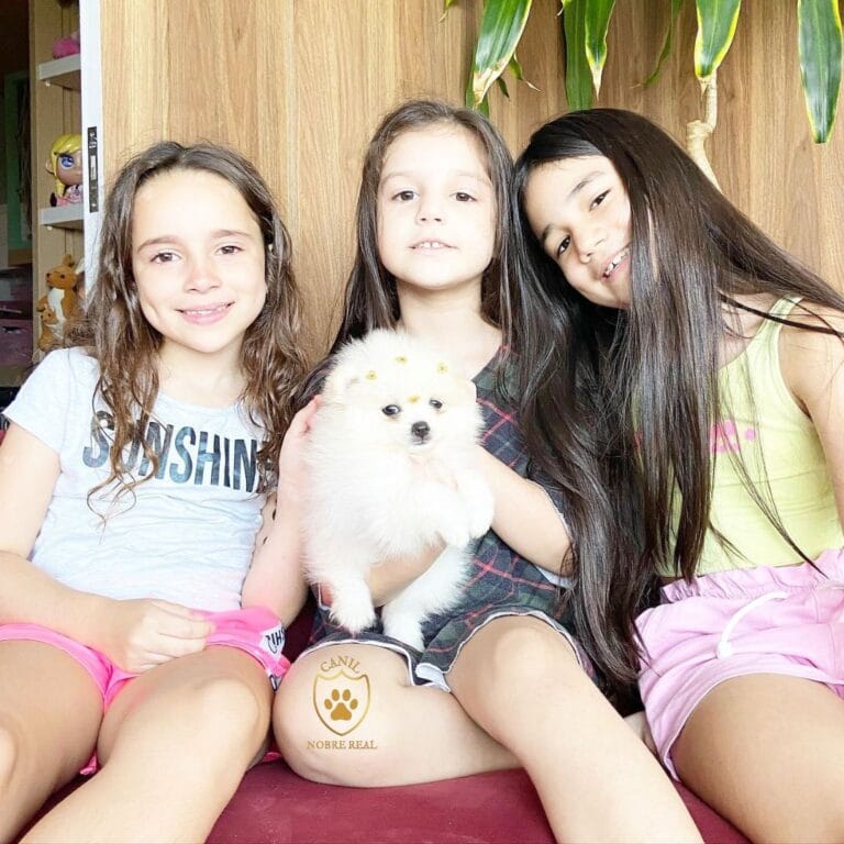 Lulus da Pomerânia da Canil Nobre Real