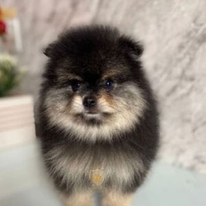 Lulu da Pomerânia/ Spitz Alemão