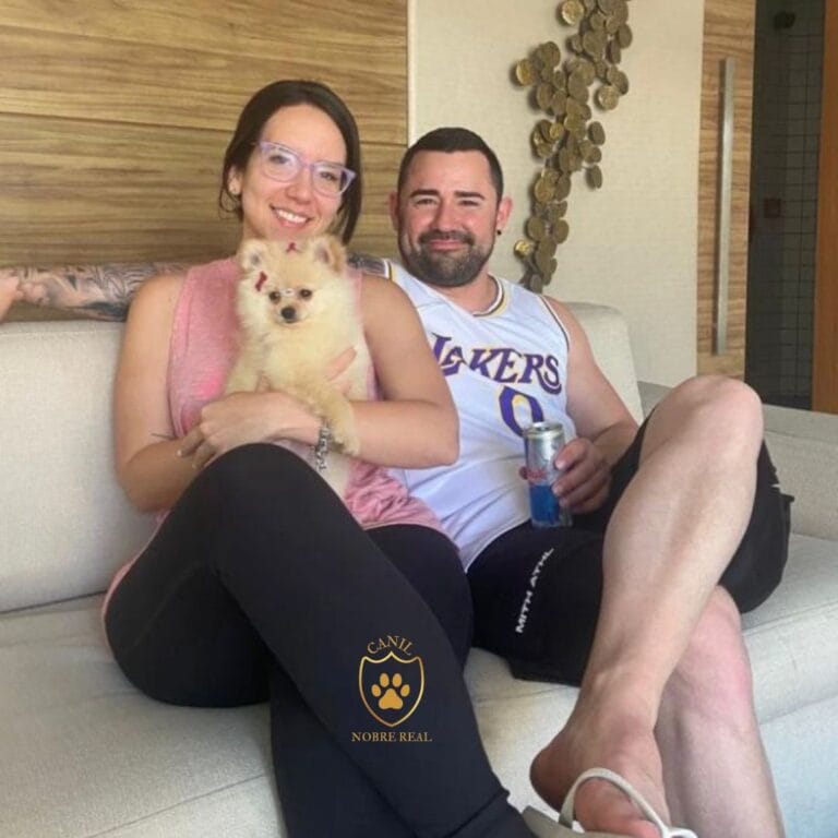 Cliente Lulu da Pomerânia