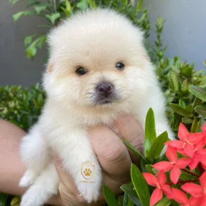 Lulu da Pomerânia/ Spitz Alemão