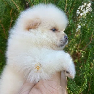 Lulu da Pomerânia/ Spitz Alemão