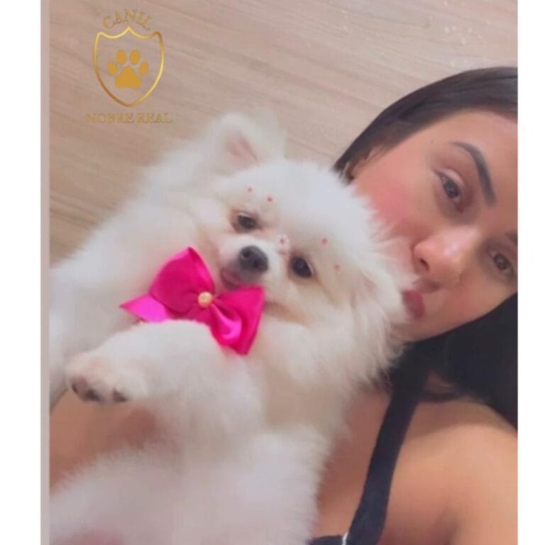 Cliente de Manaus - Amazônia com Lulu da Pomerânia da Canil Nobre Real
