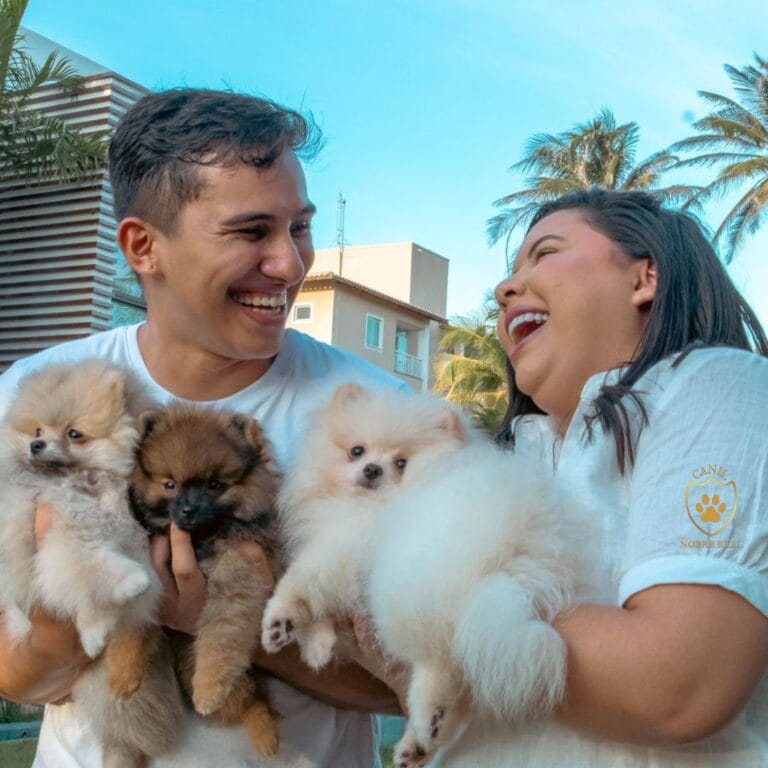 Nova família dos Lulus da Pomerânia da Canil Nobre Real