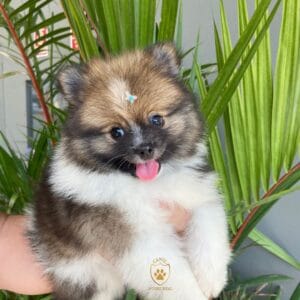 Lulu da Pomerânia/ Spitz Alemão
