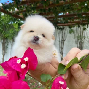 Lulu da Pomerânia/ Spitz Alemão