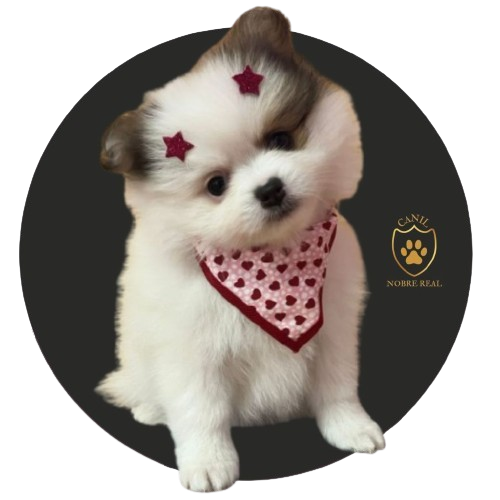 Característica da Raça Lulu da Pomerânia/ Spitz Alemão