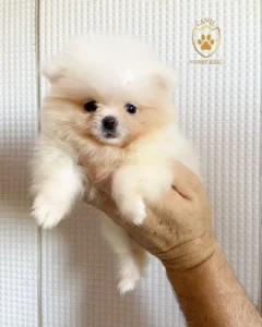 Lulu da Pomerânia/ Spitz Alemão