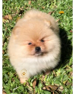 Lulu da Pomerânia/ Spitz Alemão