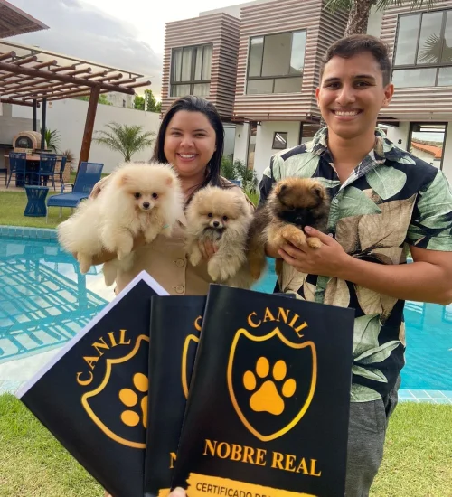 Entrega Lulu da Pomerânia Canil Nobre Real Ceará Entrega Lulu da Pomerânia