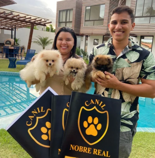 Entrega Lulu da Pomerânia Canil Nobre Real Ceará Entrega Lulu da Pomerânia